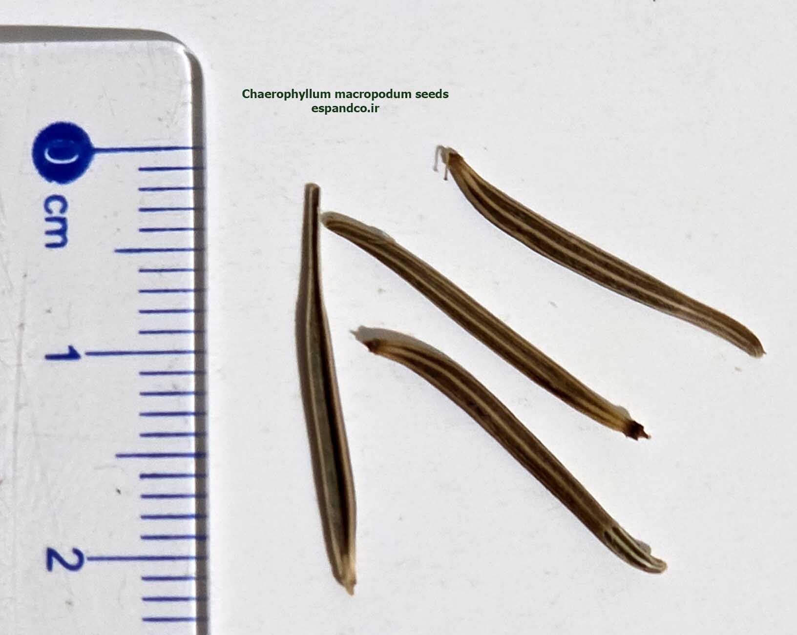 chaerophyllum macropodum seeds